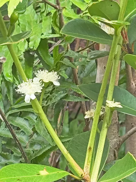 Moku St, Pahoa, HI 96778