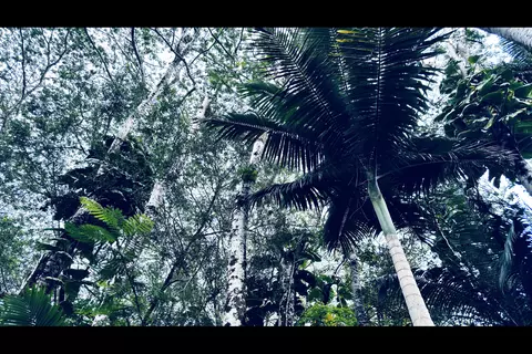 Road 6, Mountain View, HI 96760