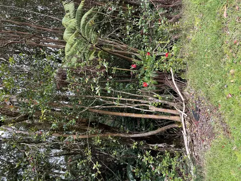 Alii Kane St, Volcano, HI 96785