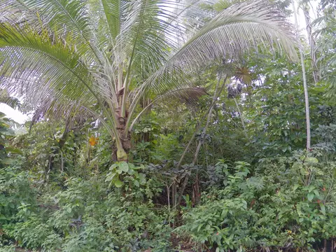 Lalakea St, Pahoa, HI 96778