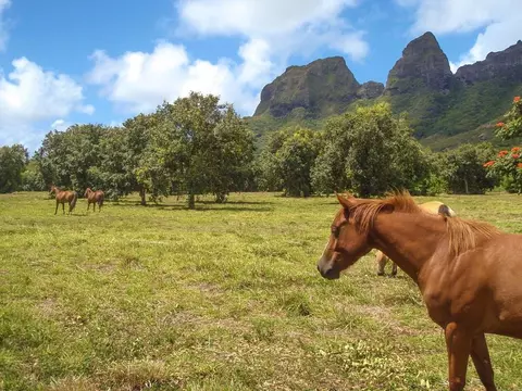 Hui Rd, Kilauea, HI 96746