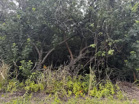 Kuamoo Rd, Naalehu, HI 96772