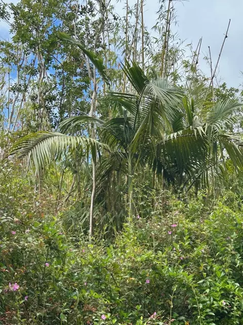 Kahukai St, Pahoa, HI 96778