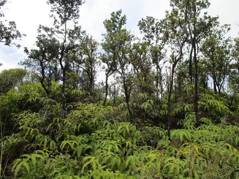 Leila Rd, Volcano, HI 96785