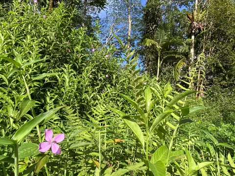 Kauai Rd, Pahoa, HI 96778