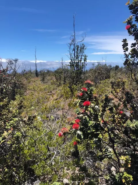 Pineapple Pkwy, Ocean View, HI 96737