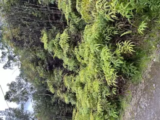 Hopue Rd, Mountain View, HI 96760