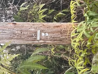 Pa Alii St, Volcano, HI 96785