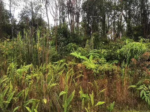 Jungle King Ave, Volcano, HI 96785