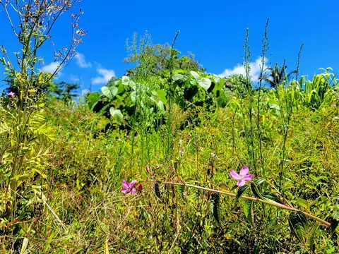 15-2794 Mano St, Pahoa, HI 96778