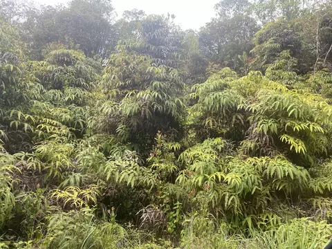 Kauai St, Mountain View, HI 96771