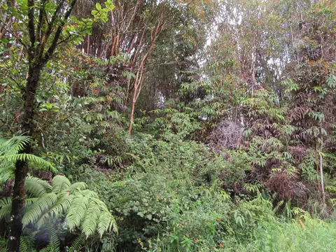 Road 6, Volcano, HI 96785