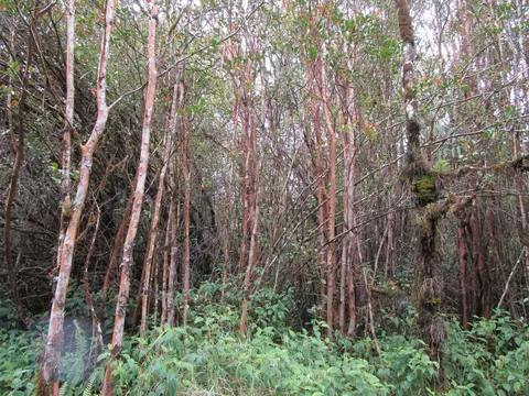 Road 6, Volcano, HI 96785