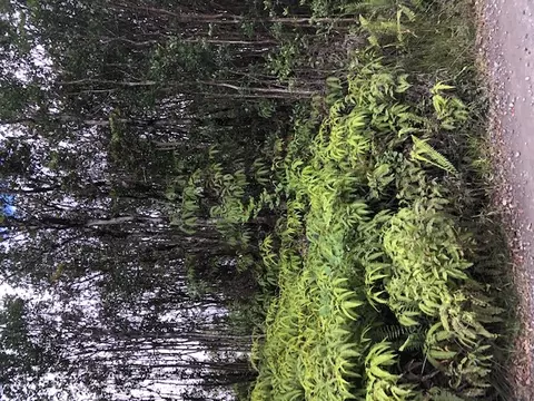 Kokokahi Rd, Volcano, HI 96785