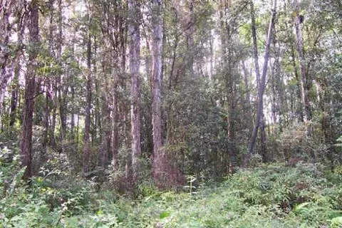 Maui Rd, Pahoa, HI 96778