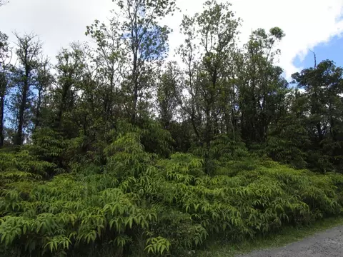 Jungle King Ave, Volcano, HI 96785