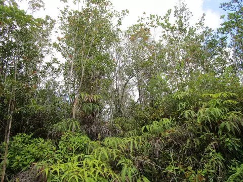 Ala Naulani Rd, Volcano, HI 96785