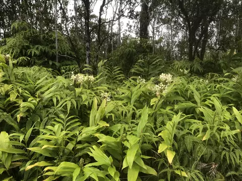 Kaleponi Dr, Volcano, HI 96785