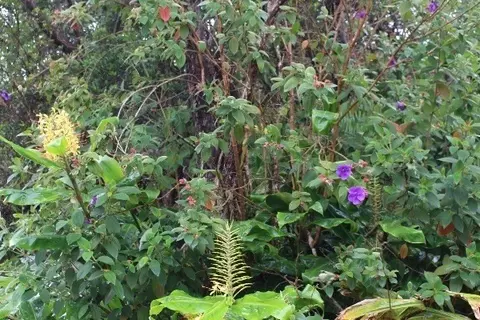 Ewalina Rd, Mountain View, HI 96771