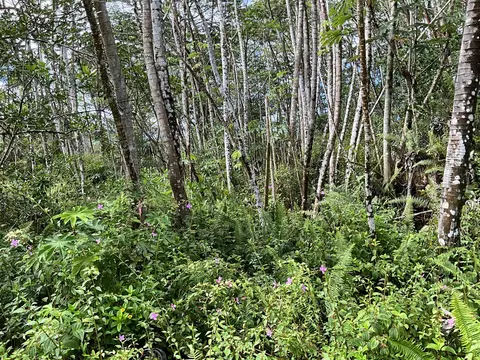 Mauna Kea Rd, Pahoa, HI 96778