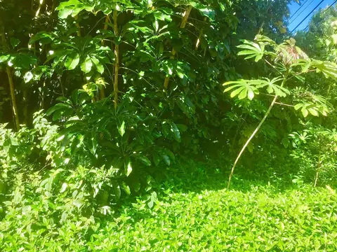 Puni Makai Loop, Pahoa, HI 96778