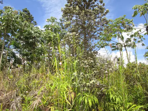 Pukalani Dr, Pahoa, HI 96778