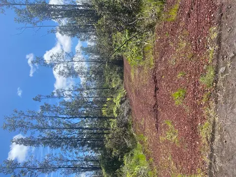 Road 4, Mountain View, HI 96760