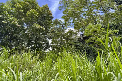 Mayzee Rd, Pahoa, HI 96778