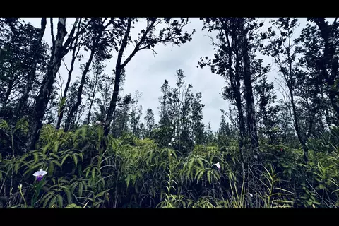 Road 2, Mountain View, HI 96760