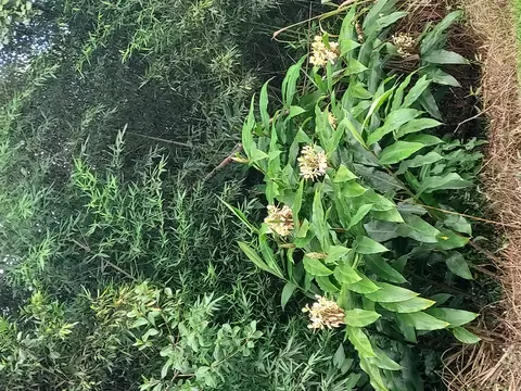 11-1209 Puhala Rd, Mountain View, HI 96771