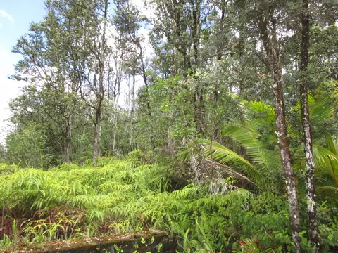 Road 8, Mountain View, HI 96760