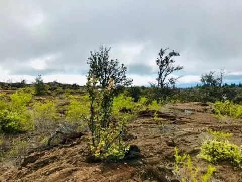 Undisclosed, Ocean View, HI 96737