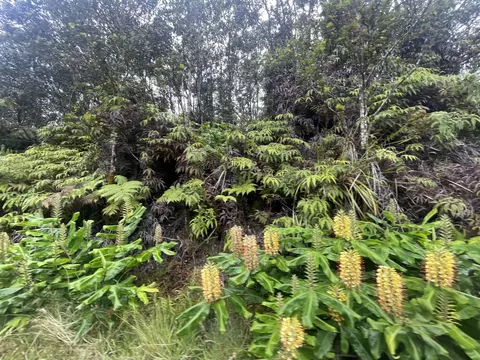 11-3825 Liona St, Volcano, HI 96785