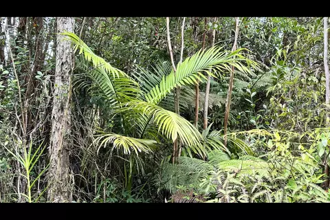 Road 6, Mountain View, HI 96760