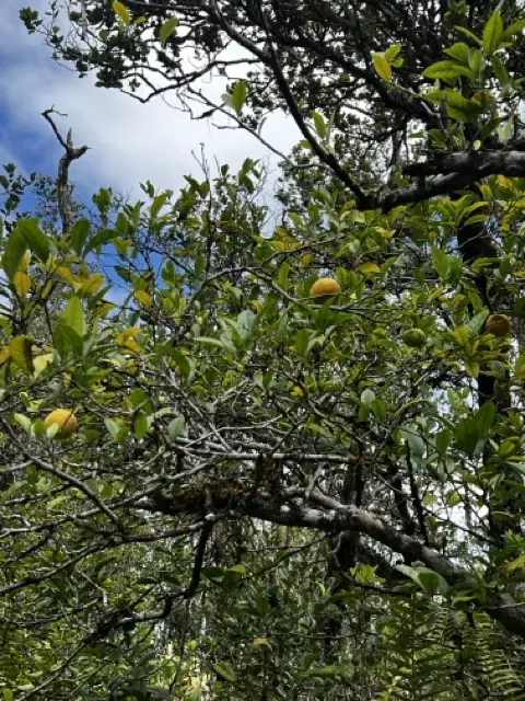 11-2647 Ohialani Rd, Volcano, HI 96785