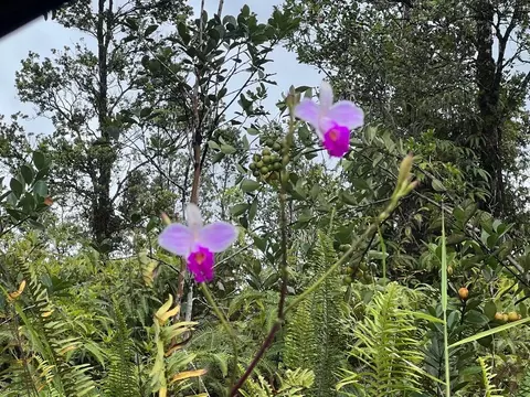 Plumeria St, Mountain View, HI 96771