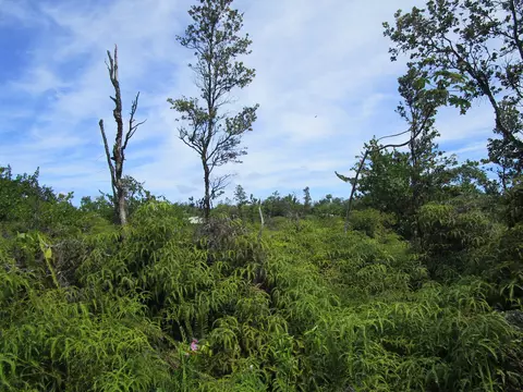 Amau Rd, Keaau, HI 96749