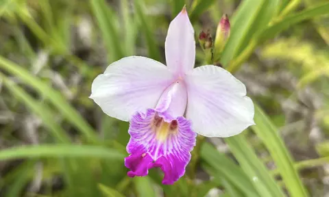 Io Kea Rd, Mountain View, HI 96771