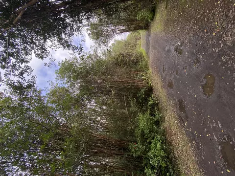 Road 5, Mountain View, HI 96760