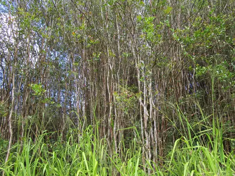 Manaolana St, Kurtistown, HI 96760