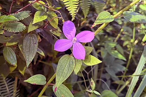 Tutu Rd, Pahoa, HI 96778