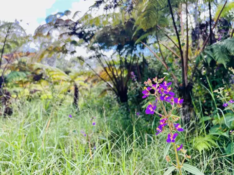 Road 6, Volcano, HI 96785