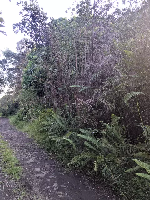 Road 11, Kurtistown, HI 96760