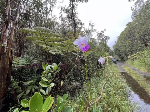 Road 5, Volcano, HI 96785