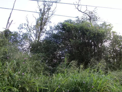 Silversword Ct, Pahoa, HI 96778
