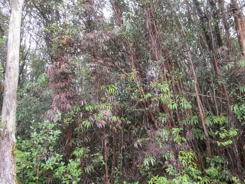 Lehuanani St, Volcano, HI 96771