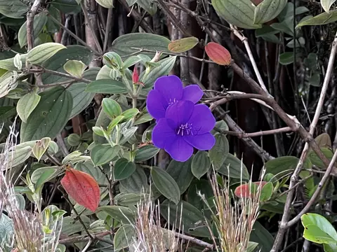 Kaleponi Dr, Volcano, HI 96785
