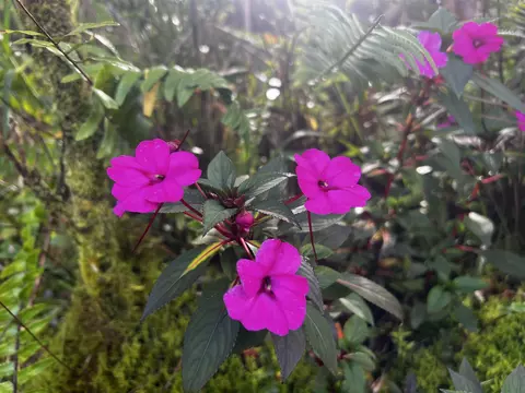 Kokokahi Rd, Volcano, HI 96785