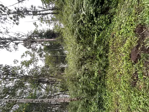 Holiday Rd, Pahoa, HI 96778
