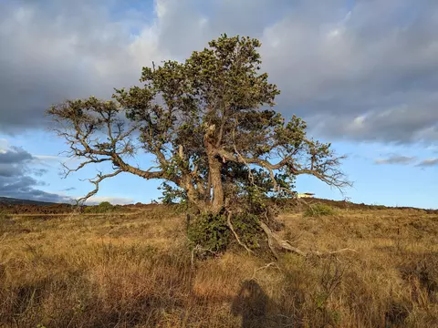 Kamaaina, Ocean View, HI 96737